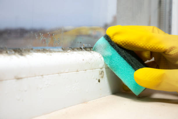 Why You Should Choose Our Mold Remediation Services in Vernon Valley, NJ